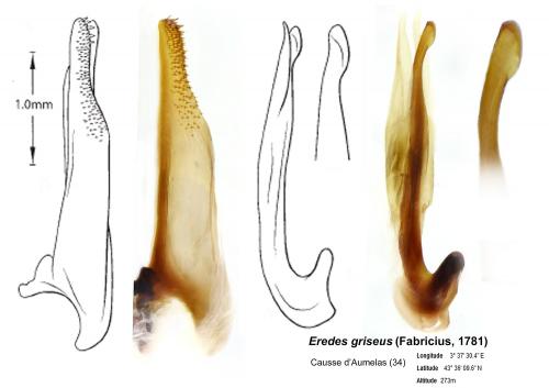 Eretes griseus