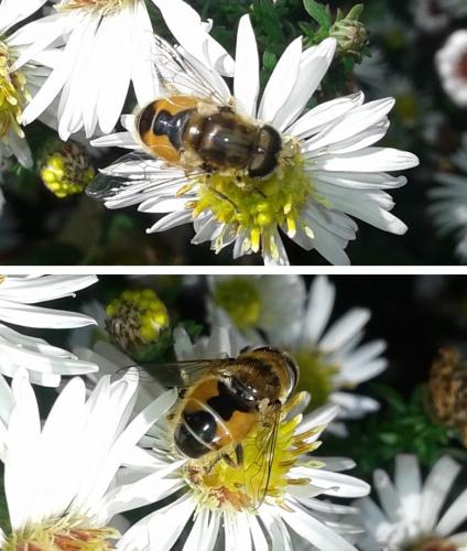Réf. 151 644 : Eristalis arbustorum