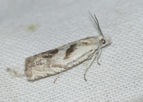 Eucosma metzneriana