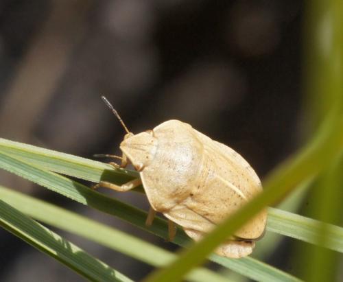 Réf. 151 194 : Eurygaster austriaca