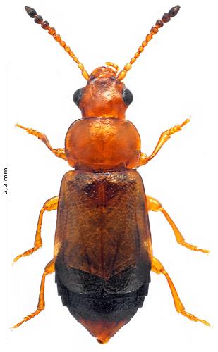 Eusphalerum rectangulum