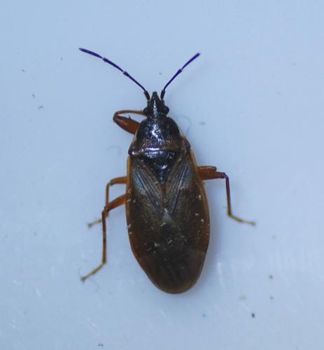 Réf. 151 701 : Gastrodes abietum