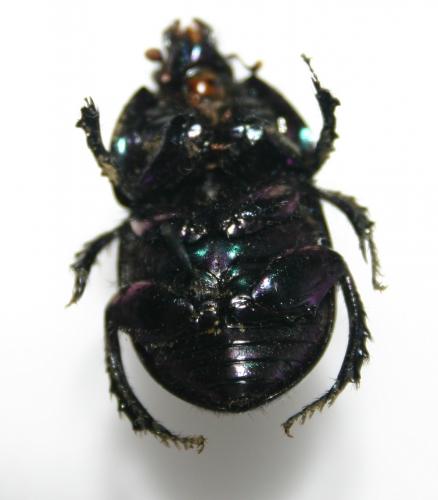 Réf. 151 510 : Geotrupes spiniger