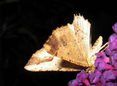 Menophra abruptaria
