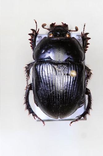 Réf. 151 442 : Geotrupes spiniger