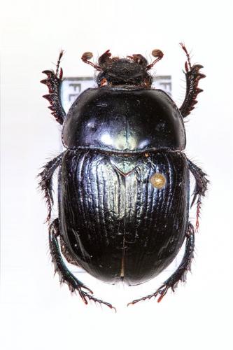 Geotrupes mutator