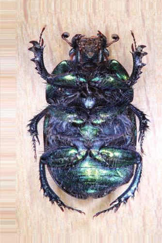 Geotrupes mutator