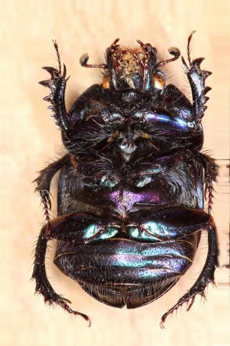 Réf. 151 531 : Geotrupes spiniger