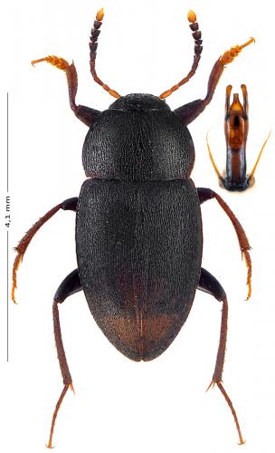 Réf. 151 674 : Apocatops nigrita