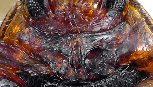 Rhyzobius sp.