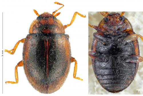 Rhyzobius sp.