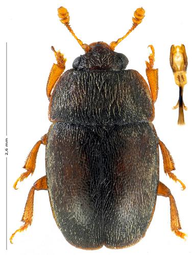 Epuraea melanocephala