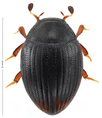 Réf. 151 686 : Cryptopleurum minutum