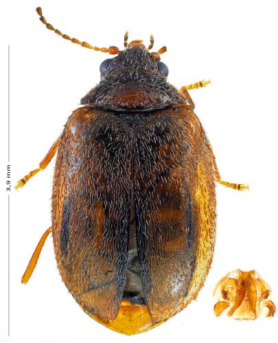 Réf. 151 783 : Contacyphon variabilis