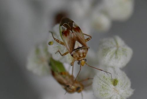 Lygus sp.