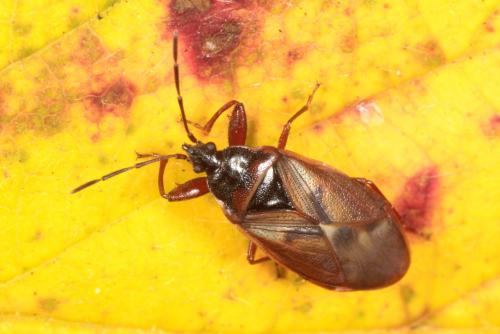 Gastrodes abietum