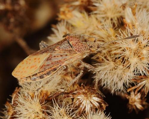 Stictopleurus punctatonervosus