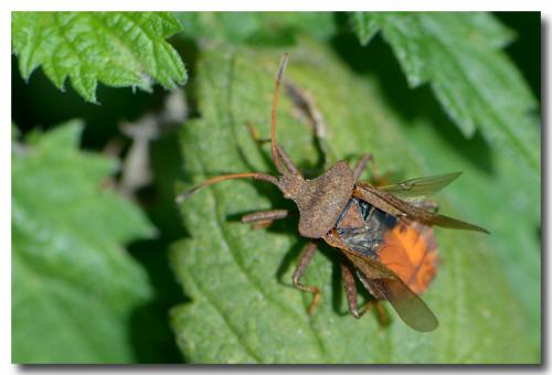 Réf. 151 493 : Coreus marginatus