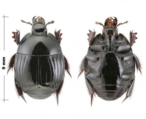Exorhabdus tropicalis