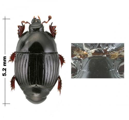 Atholus confinis