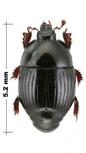 Atholus confinis