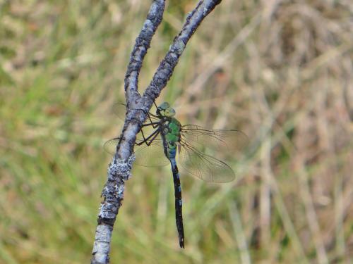 Anax imperator