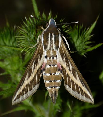 Hyles livornica