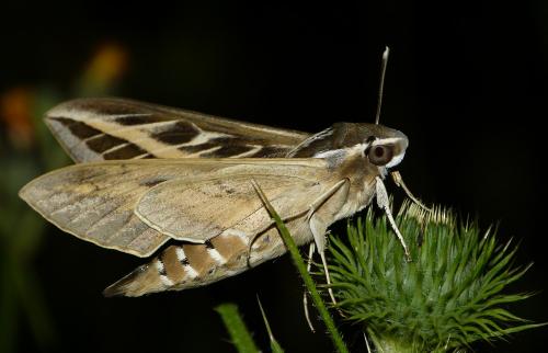Hyles livornica
