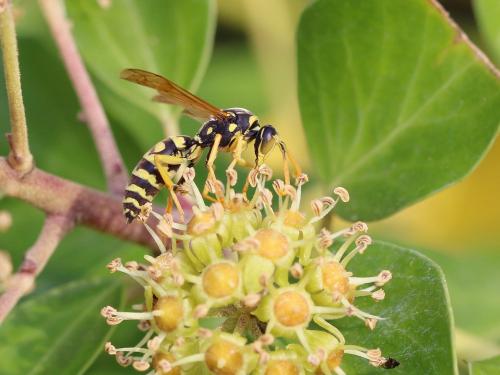 Réf. 151 290 : Polistes gallicus