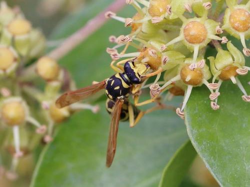 Réf. 151 325 : Polistes gallicus