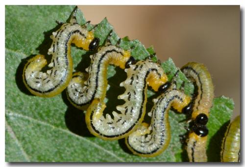 Hemichroa crocea