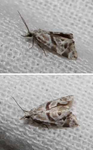 Aethes languidana