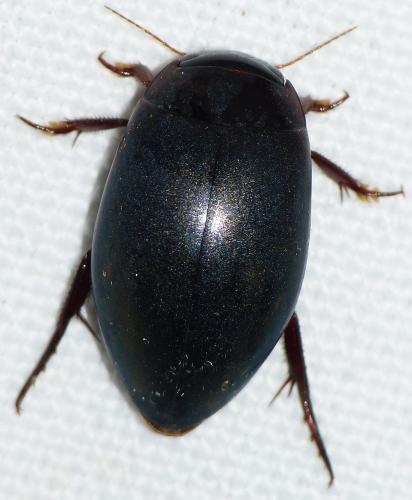 Réf. 151 044 : Ilybius ater