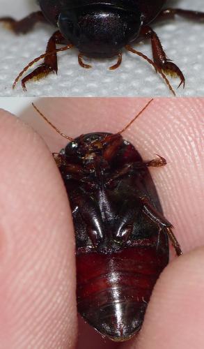 Ilybius ater