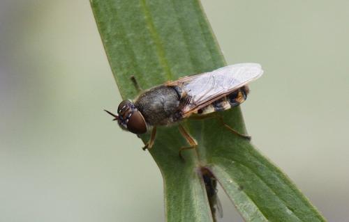Réf. 151 611 : Odontomyia ornata