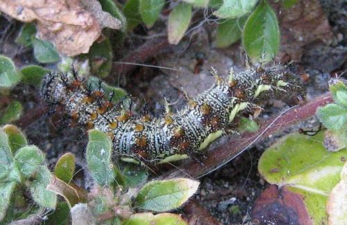 Réf. 151 809 : Vanessa atalanta