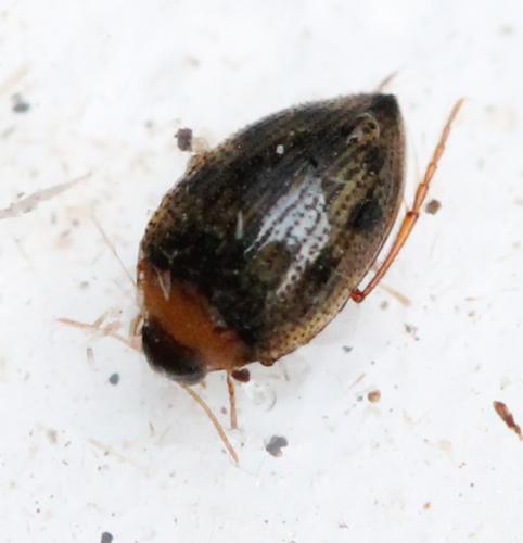 Haliplus sp.