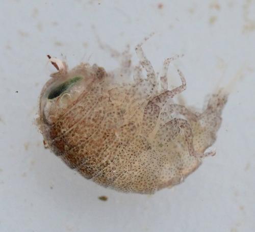Réf. 151 949 : Hyperia galba