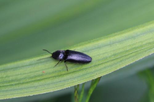 Réf. 151 344 : Hemicrepidius sp.