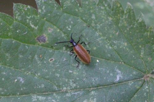 Réf. 151 429 : Lagria sp.