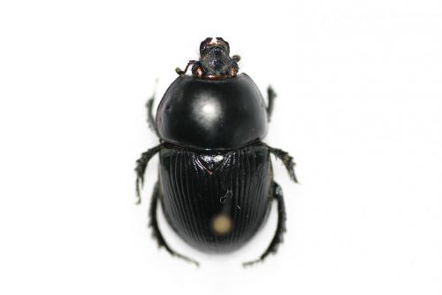 Réf. 151 511 : Geotrupes spiniger
