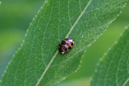 Harmonia axyridis