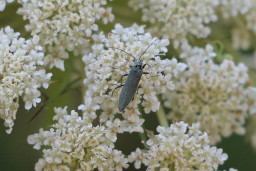 Oedemera sp.
