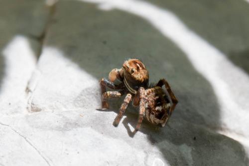 Sittisax saxicola