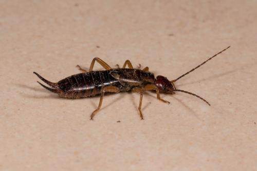 Forficula auricularia