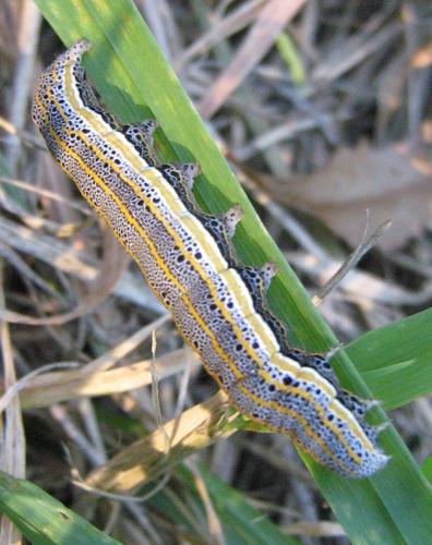 Aedia leucomelas