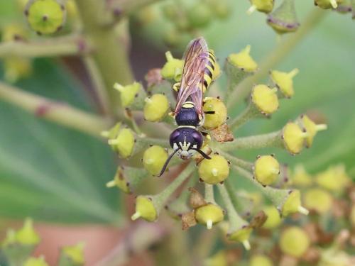 Philanthus triangulum