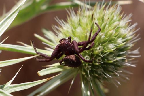 Xysticus sp.