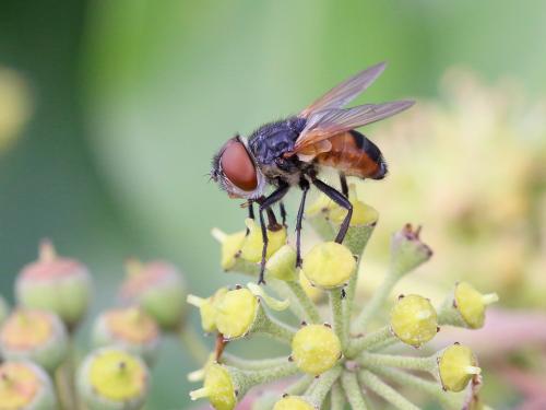 Réf. 151 006 : Phasia aurigera