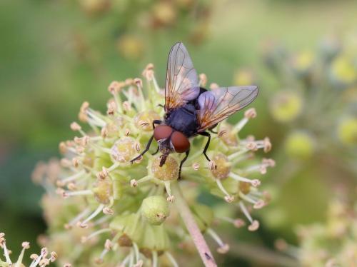 Réf. 151 007 : Phasia aurigera